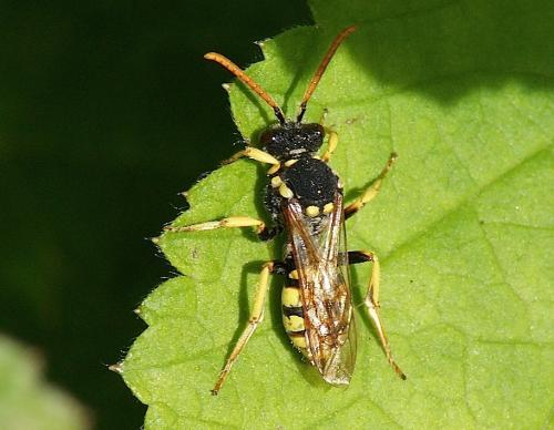 Réf. 143 400 : Nomada succincta