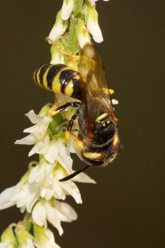 Réf. 143 519 : Philanthus triangulum