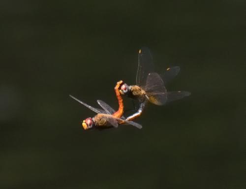 Réf. 143 038 : Pantala flavescens