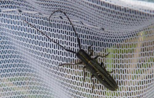 Réf. 143 963 : Agapanthia cardui