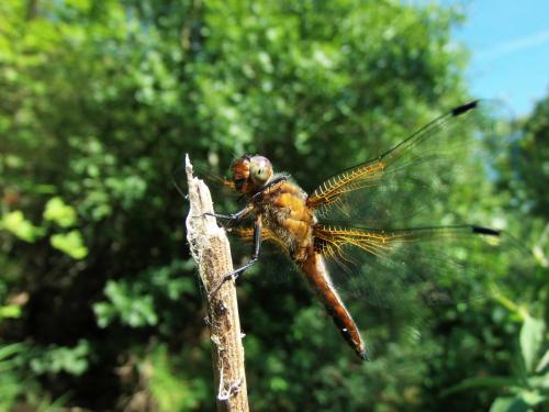 Réf. 143 613 : Libellula fulva
