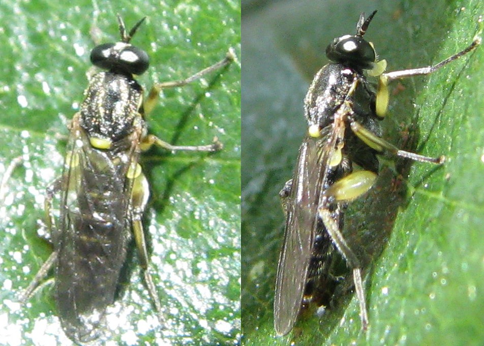 ADELSKI Adrien - Solva marginata - réf. 143650 (952 x 681 pixels, 197 ko)