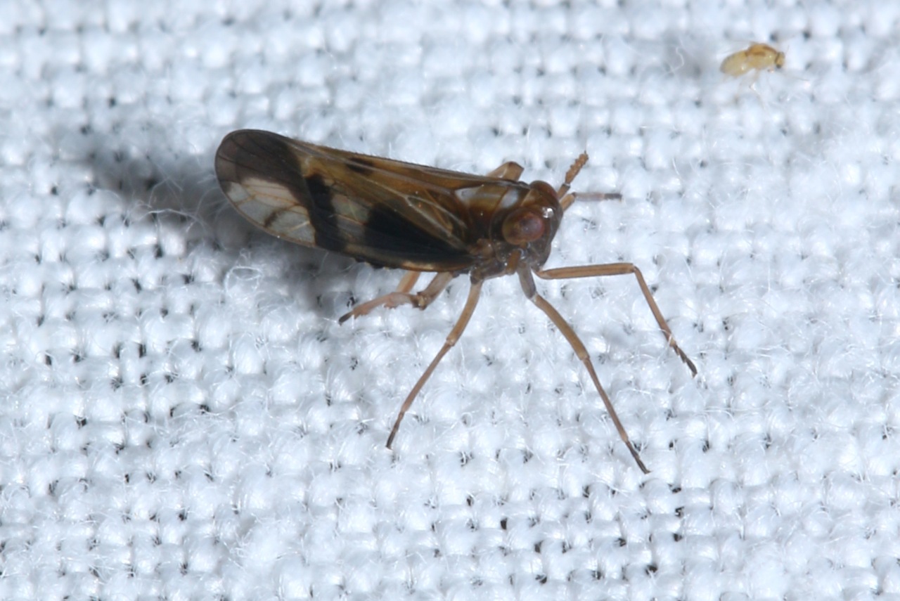 Michel Ehrhardt - Euides speciosa - réf. 144513 (1280 x 855 pixels, 218 ko)
