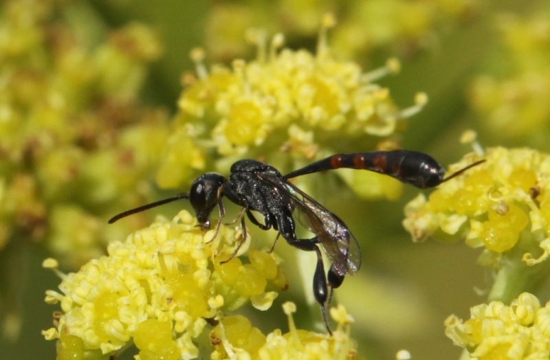 MICHEL HURTU - Gasteruption sp. - réf. 144140 (800 x 524 pixels, 190 ko)