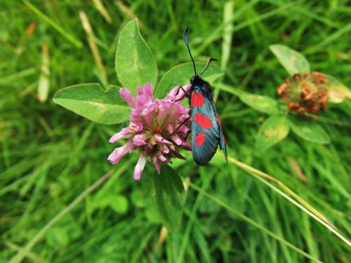 Réf. 145 116 : Zygaena trifolii