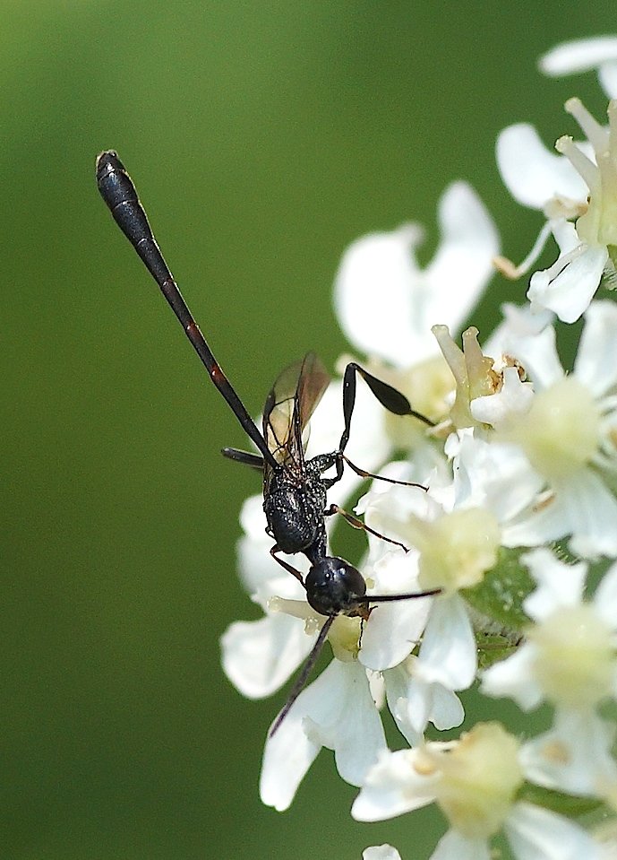 Michel Mathieu - Gasteruption sp. - réf. 145705 (689 x 959 pixels, 117 ko)