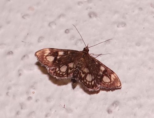 Anania coronata