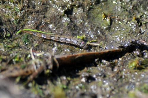 Réf. 147 801 : Stratiomys longicornis