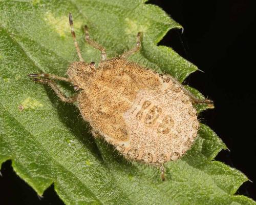 Dolycoris baccarum
