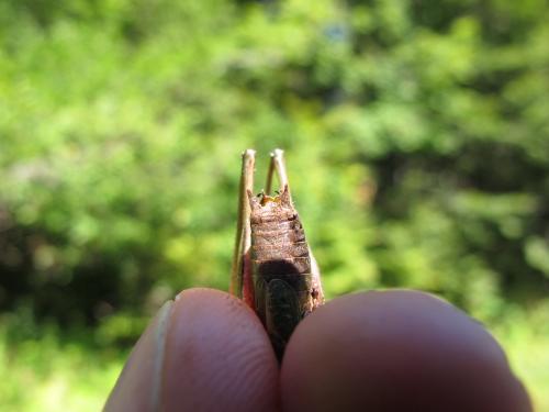 Réf. 147 842 : Metrioptera saussuriana