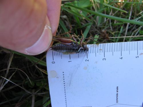 Réf. 147 843 : Metrioptera saussuriana