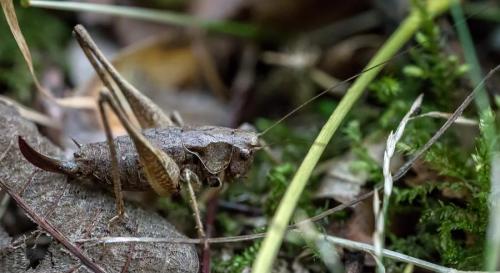 Réf. 147 071 : Pholidoptera griseoaptera