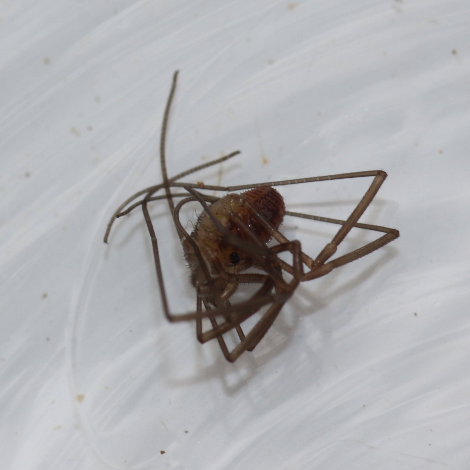 Micheleh - Sabacon viscayanus ramblaianus - réf. 147013 (1500 x 1500 pixels, 137 ko)