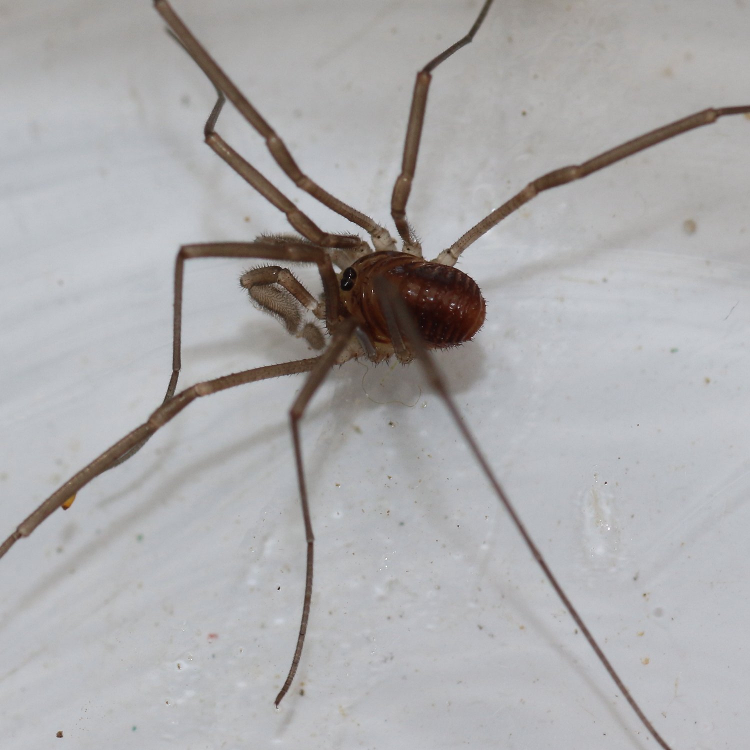 Micheleh - Sabacon viscayanus ramblaianus - réf. 147014 (1500 x 1500 pixels, 169 ko)
