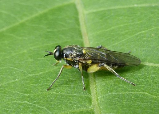 Patrick Le Mao - Solva marginata - réf. 147607 (517 x 369 pixels, 58 ko)