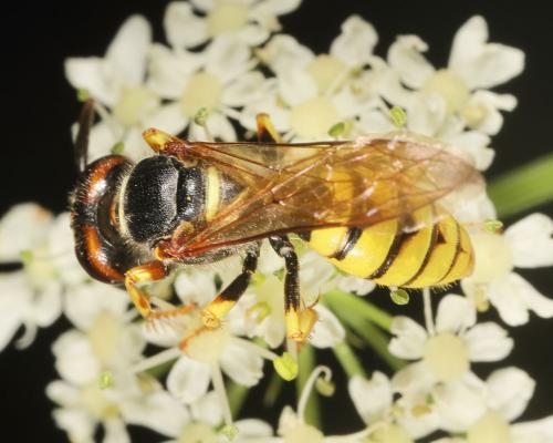 Réf. 148 308 : Philanthus triangulum