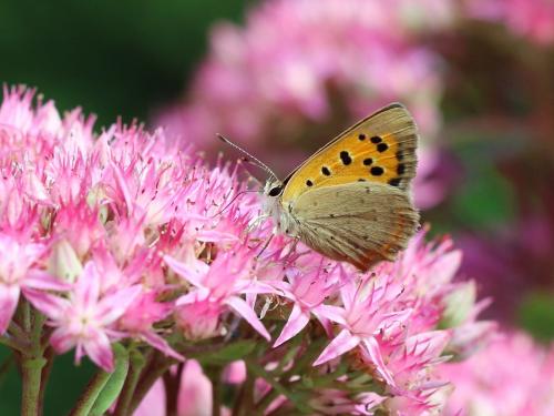 Réf. 148 421 : Lycaena phlaeas