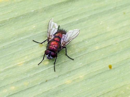Réf. 149 053 : Lucilia sericata