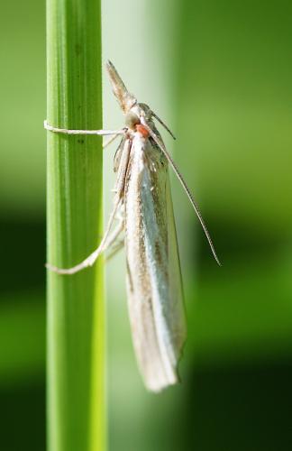 Réf. 149 101 : Agriphila sp.