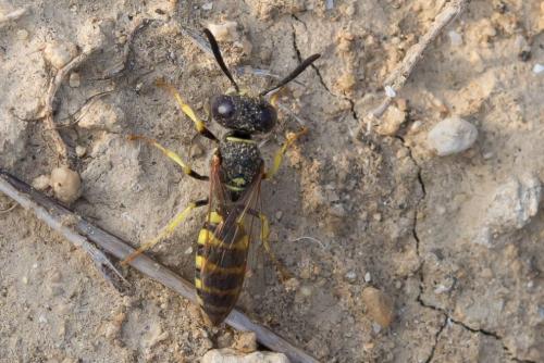 Réf. 149 572 : Philanthus triangulum