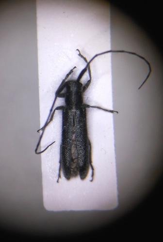 Réf. 149 025 : Agapanthia cardui