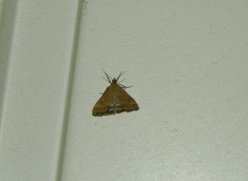 Réf. 149 791 : Pyrausta despicata