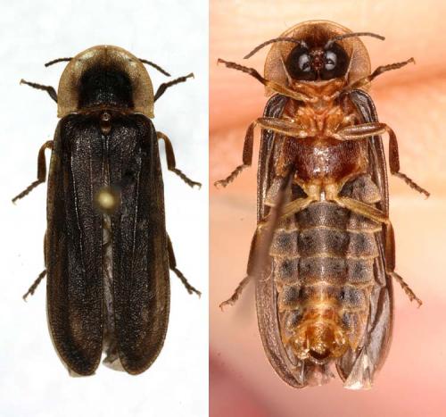 Réf. 15 217 : Lampyris noctiluca