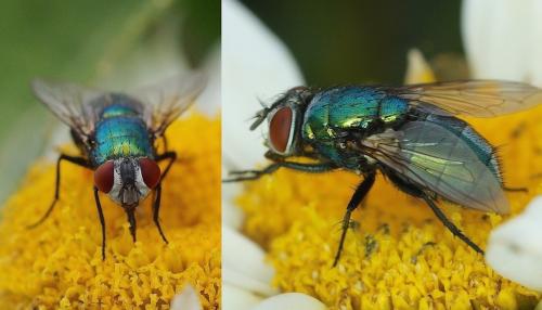 Réf. 150 857 : Lucilia sericata