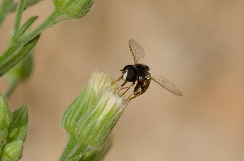 Réf. 150 889 : Paragus sp.