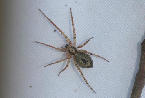 Anyphaena accentuata