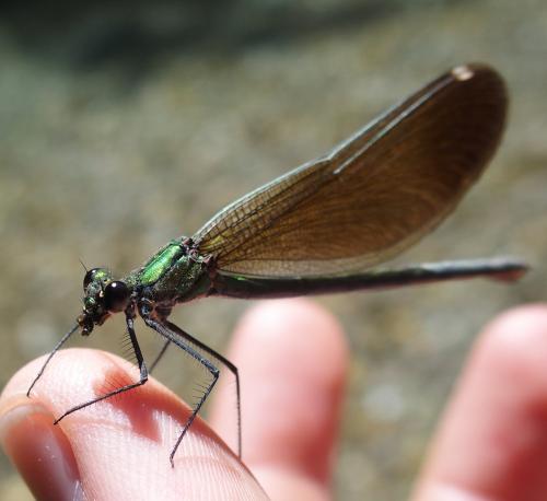 Calopteryx virgo