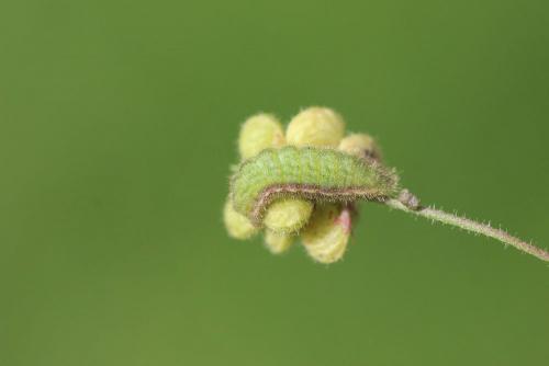 Aricia agestis