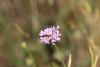 150768 – Photo : alsole – France (66)