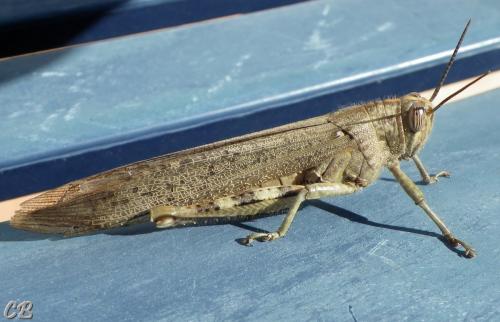 Réf. 151 767 : Anacridium aegyptium