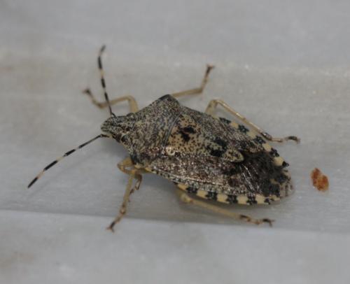 Réf. 152 334 : Rhaphigaster nebulosa