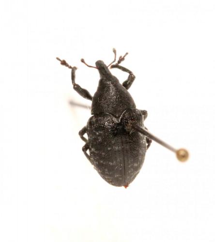 Réf. 152 893 : Larinus turbinatus