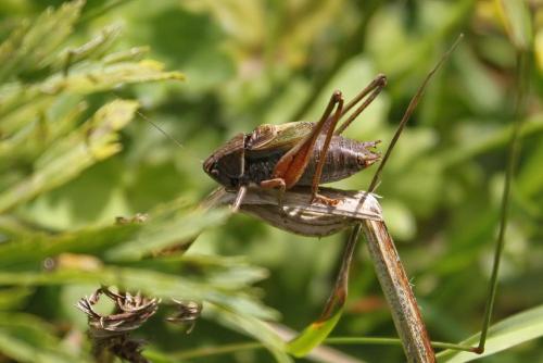 Réf. 152 611 : Metrioptera saussuriana