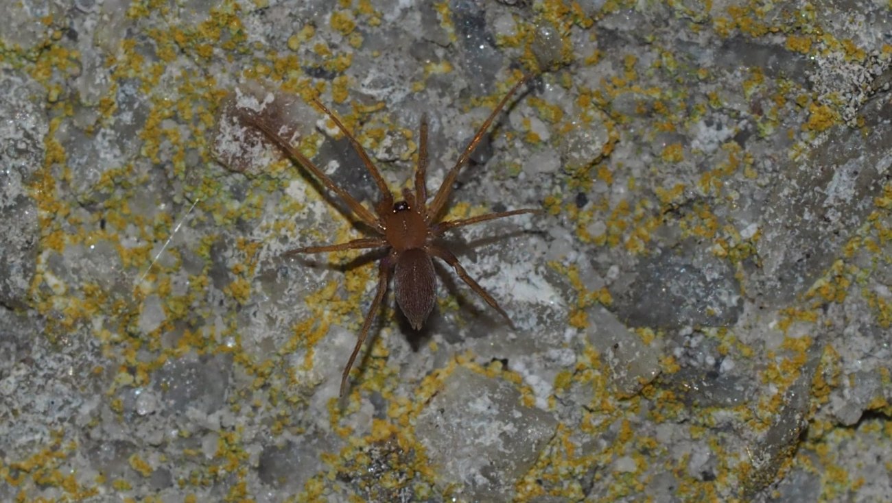 Brendan Alligand - Tapinesthis inermis - réf. 152549 (1300 x 734 pixels, 198 ko)