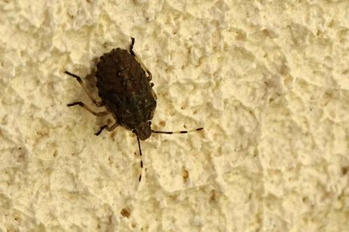 Réf. 153 226 : Rhaphigaster nebulosa