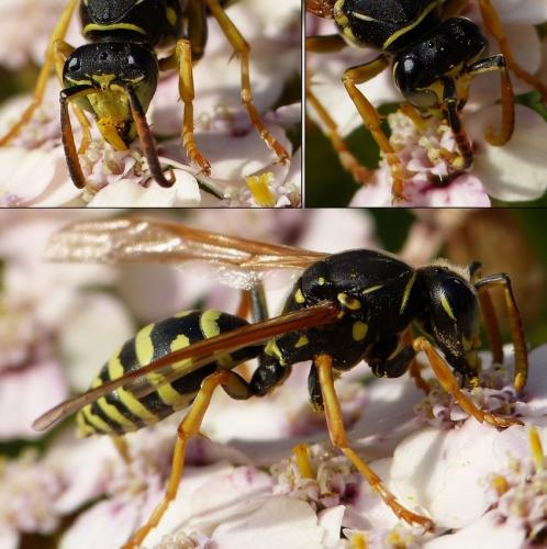 Polistes biglumis