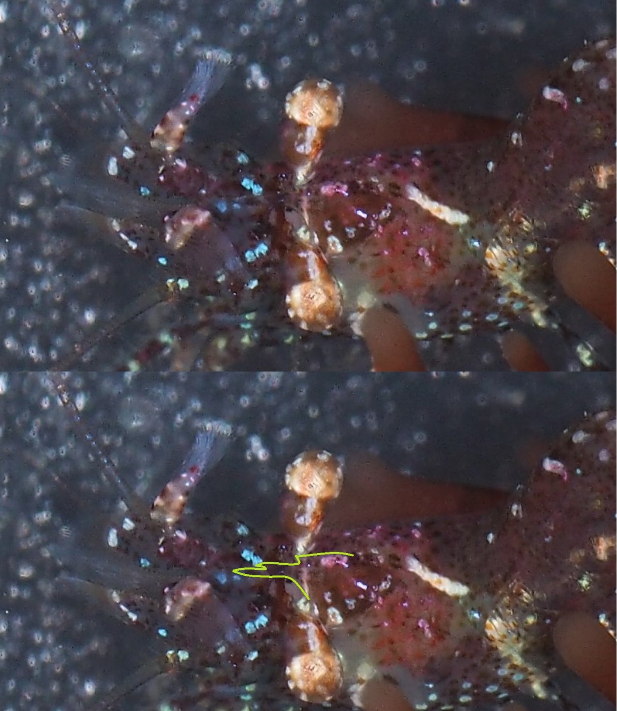 Brendan Alligand - Eualus cranchii - réf. 153970 (1215 x 1400 pixels, 214 ko)