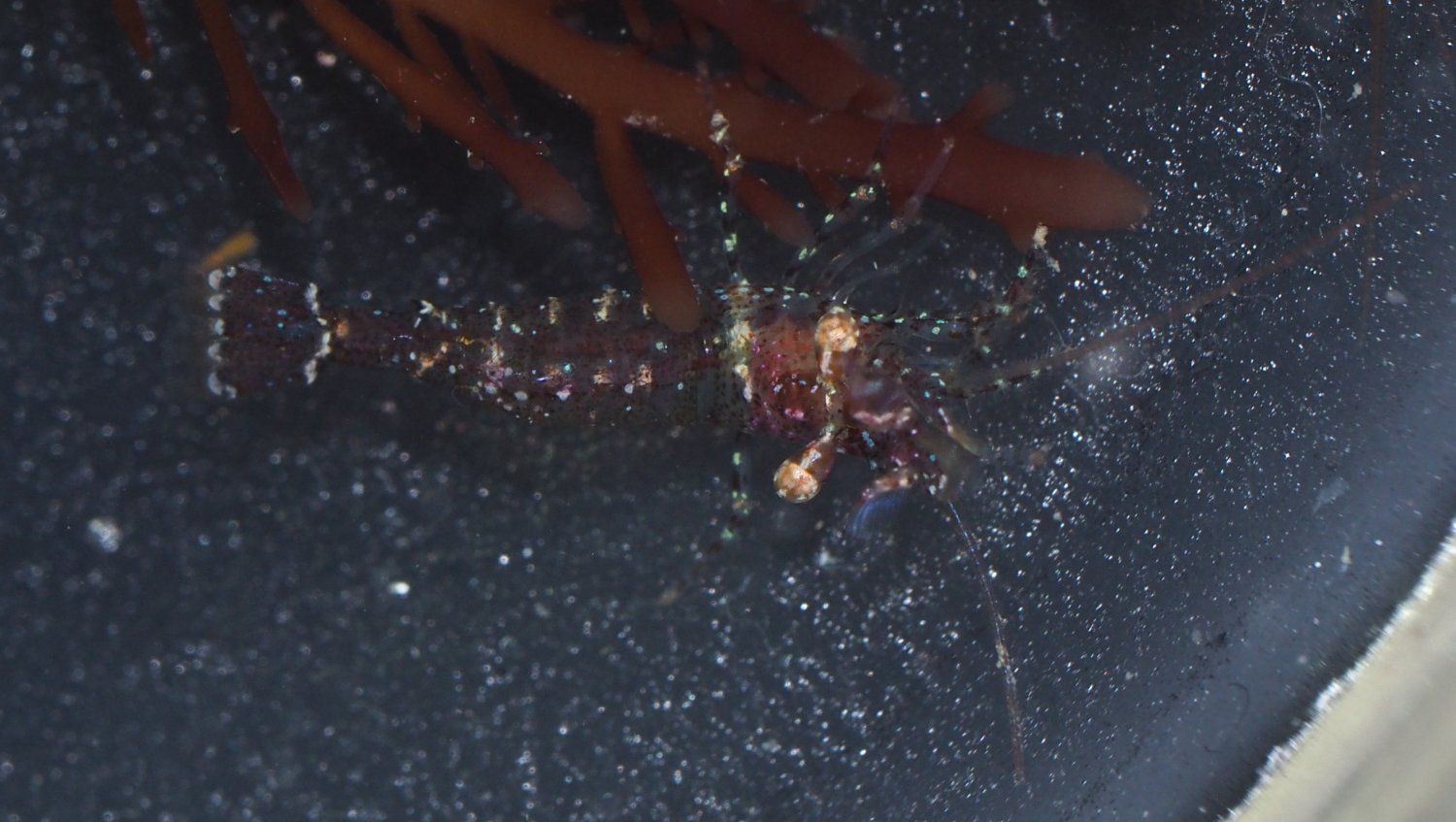 Brendan Alligand - Eualus cranchii - réf. 153712 (1500 x 847 pixels, 174 ko)