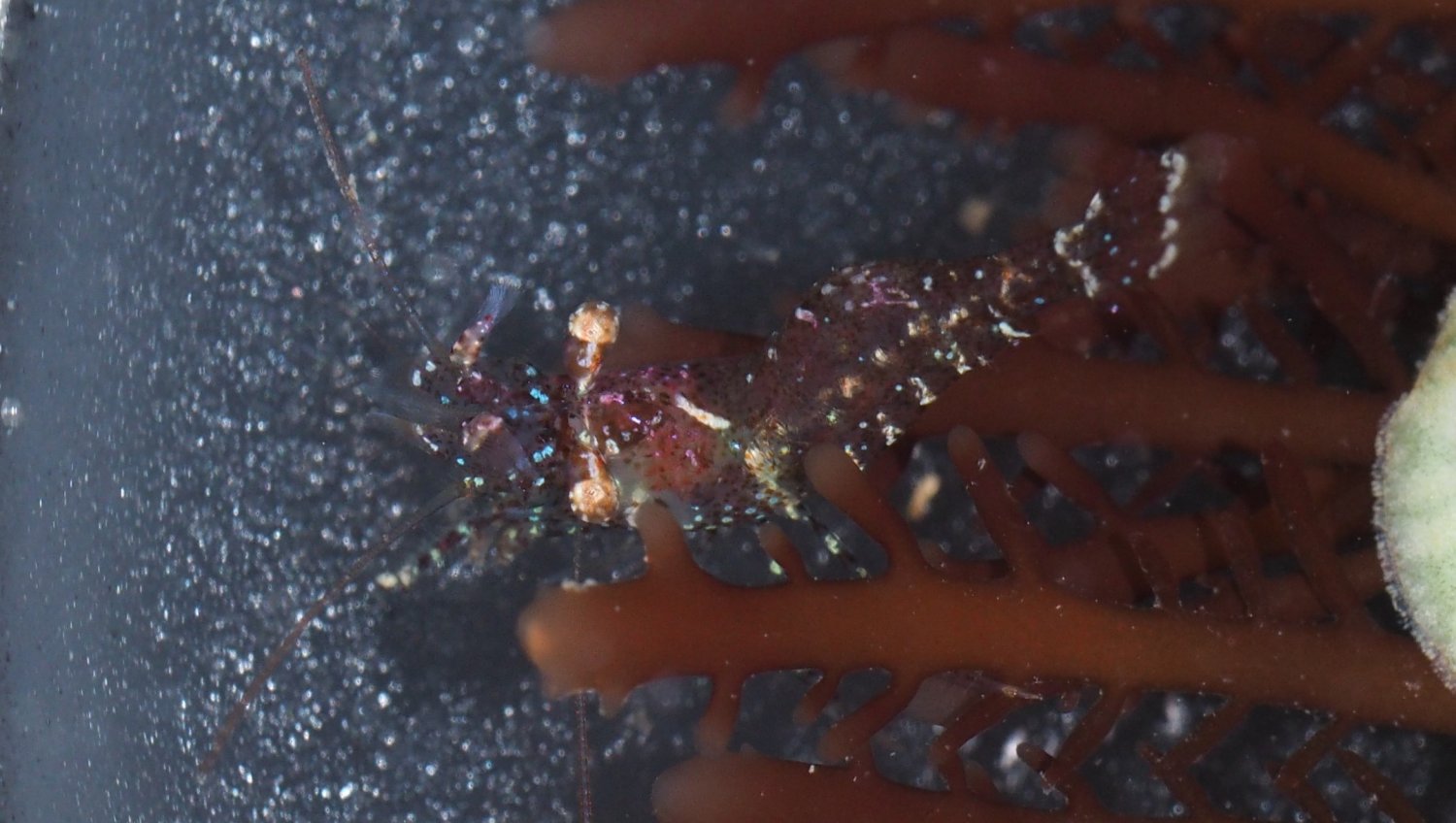 Brendan Alligand - Eualus cranchii - réf. 153711 (1500 x 848 pixels, 162 ko)