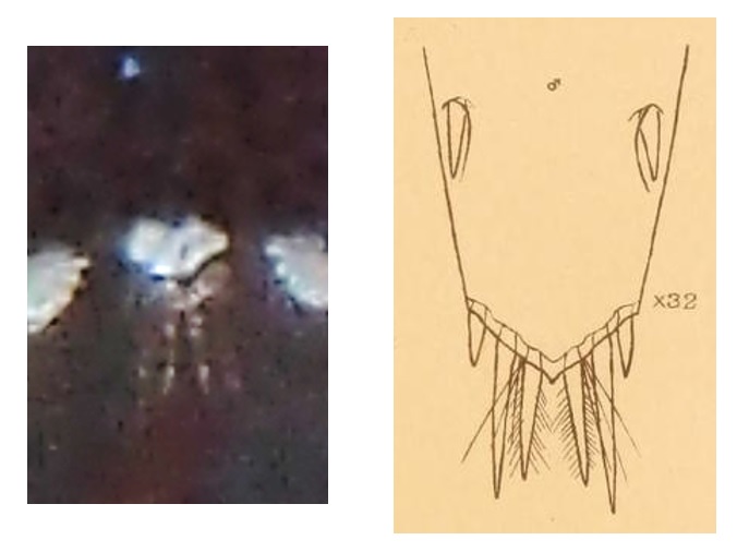 Brendan Alligand - Eualus cranchii - réf. 153997 (676 x 506 pixels, 49 ko)