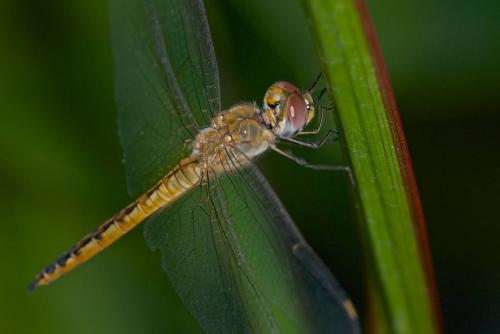 Réf. 154 803 : Pantala flavescens