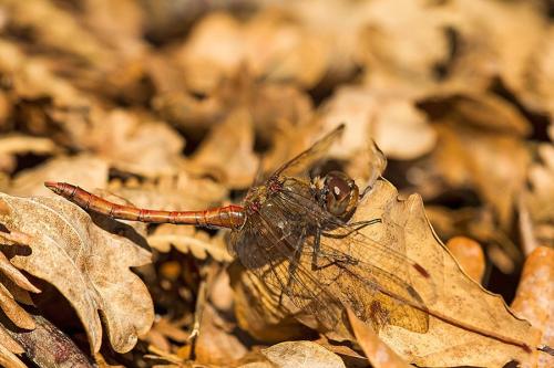 Sympetrum striolatum