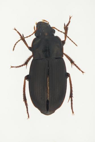 Harpalus sp.