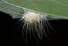 154519 – Photo : D. Martinez – Philippines