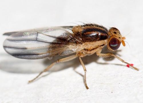 Réf. 155 230 : Peplomyza litura