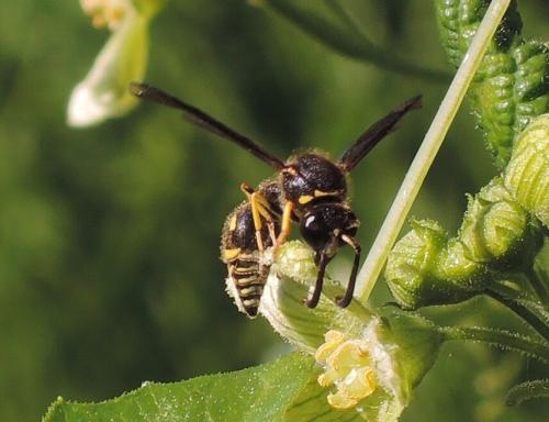 Réf. 155 744 : Eumenes sp.